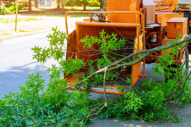 Best Best Tree Removal Services  in Savannah, MO